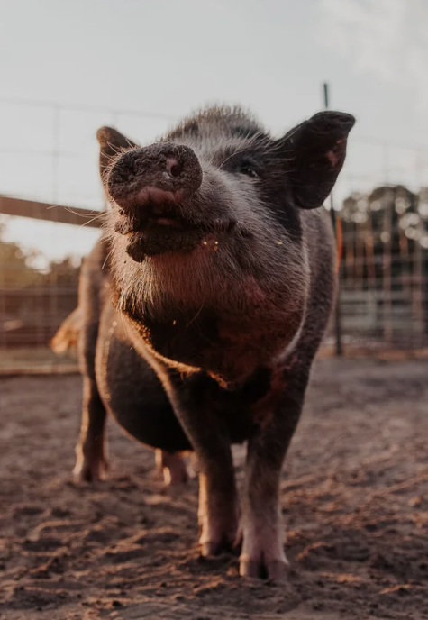 A resident of the Enchanted Pig Forest enjoying a peaceful moment
